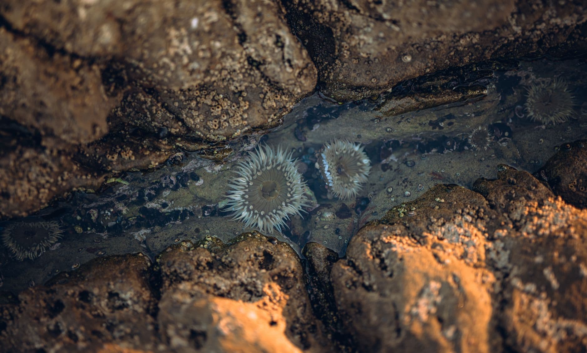 Close-up overhead shot of giant green anemones nestled in a tidal pool among rocks