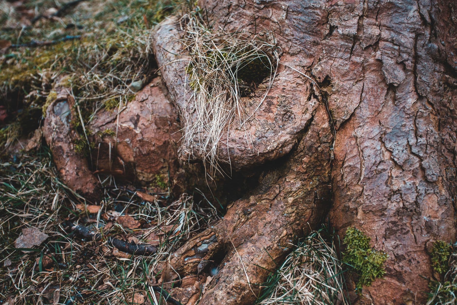 A detailed close-up of a tree trunk and roots surrounded by grass and soil.