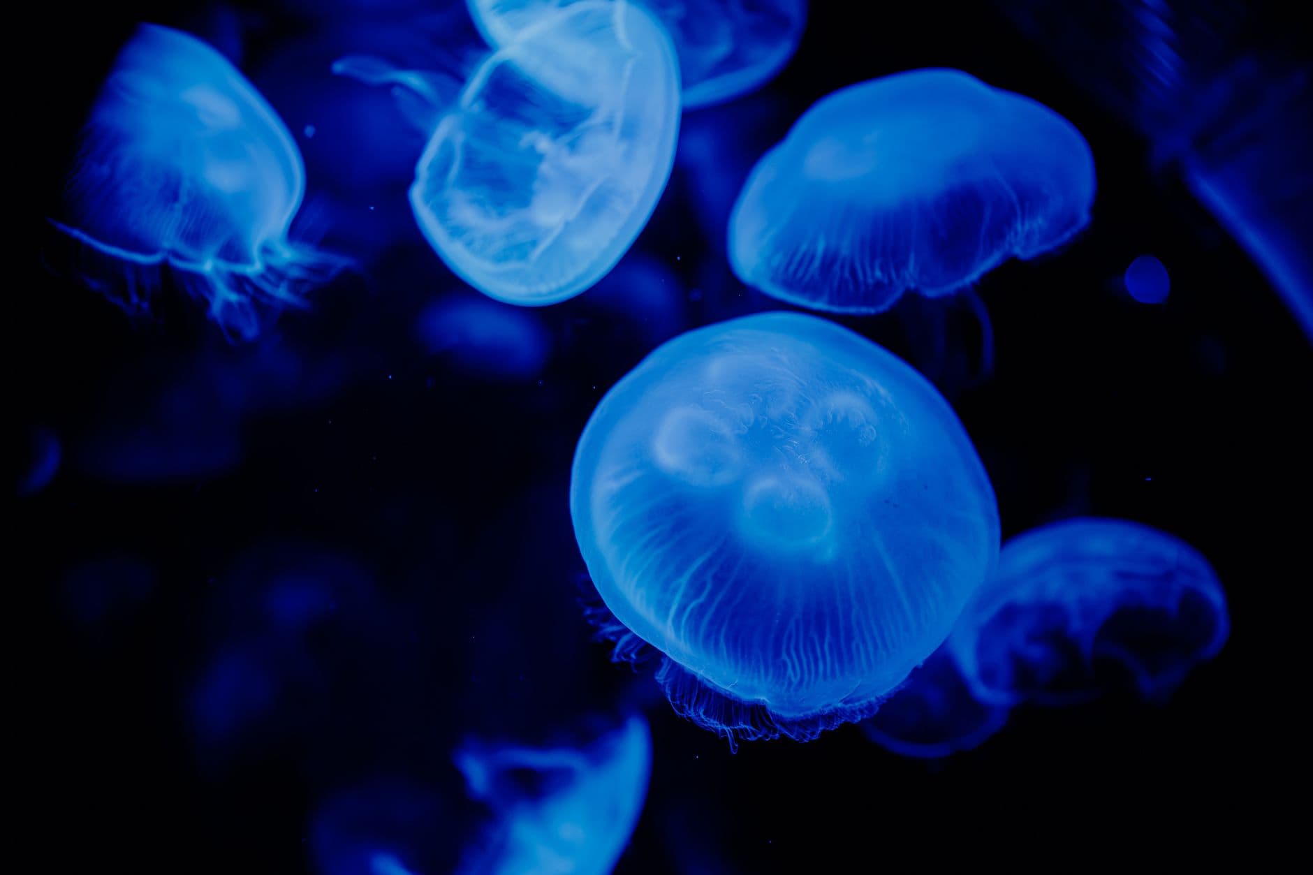 A vivid collection of blue jellyfish illuminated in a dark aquarium setting, showcasing their ethereal beauty.