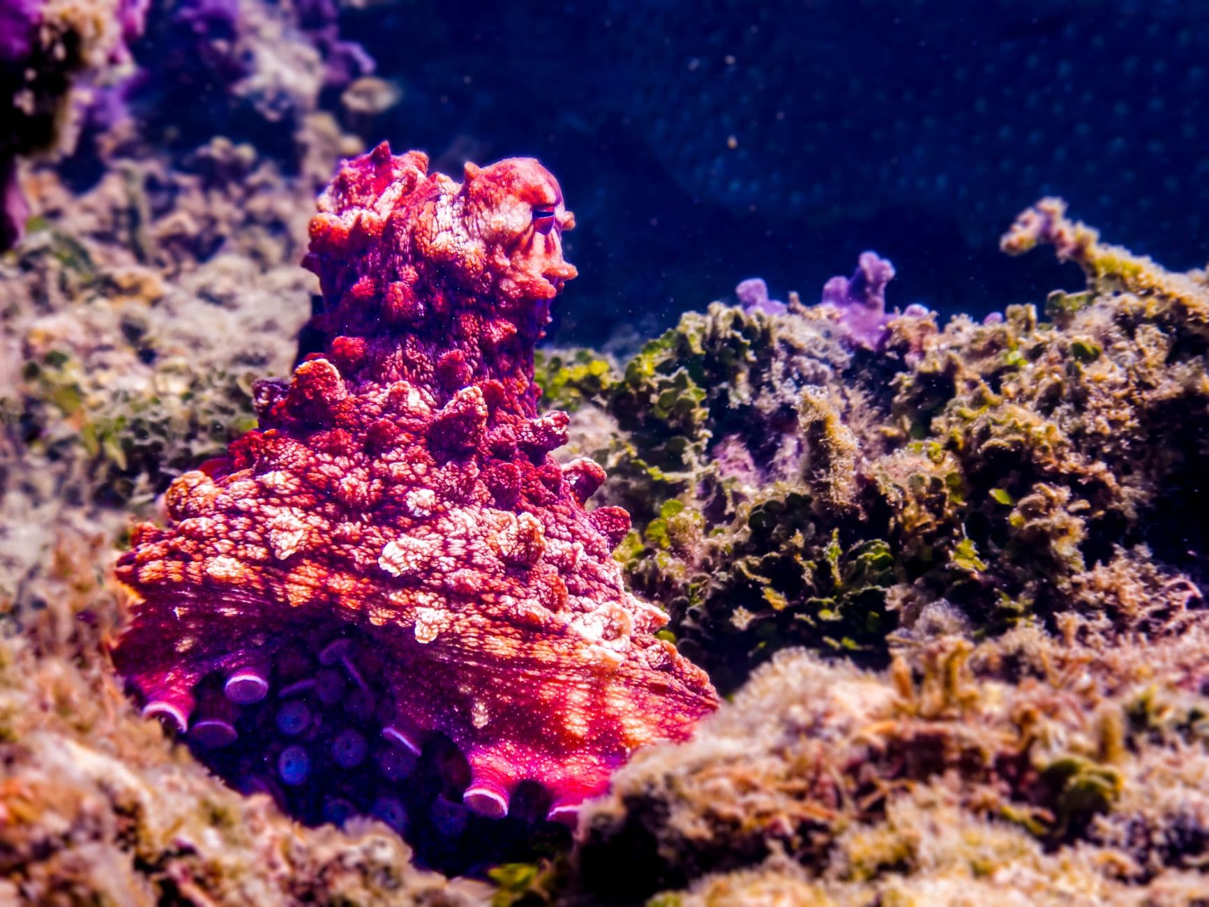 Close-up of an octopus blending with coral reef at Lizard Island, Australia.