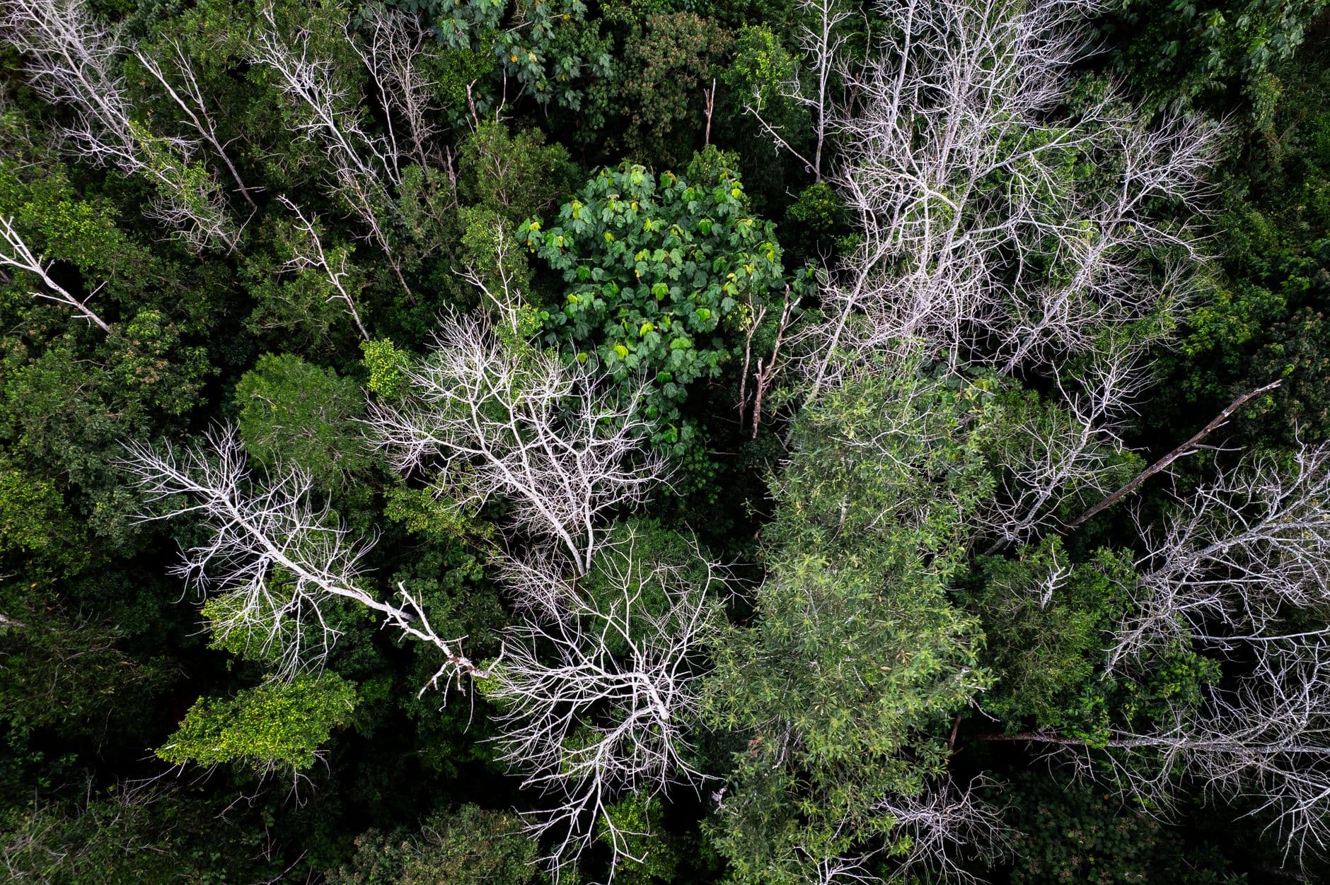 A top-down aerial view of a lush dense forest showcasing vivid green and white foliage.