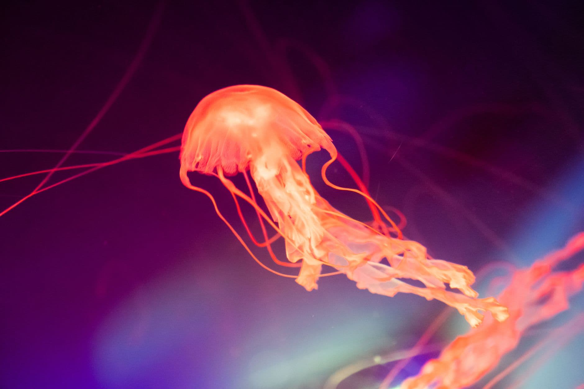 Colorful jellyfish swimming gracefully in an underwater setting, showcasing vibrant hues and delicate tentacles.