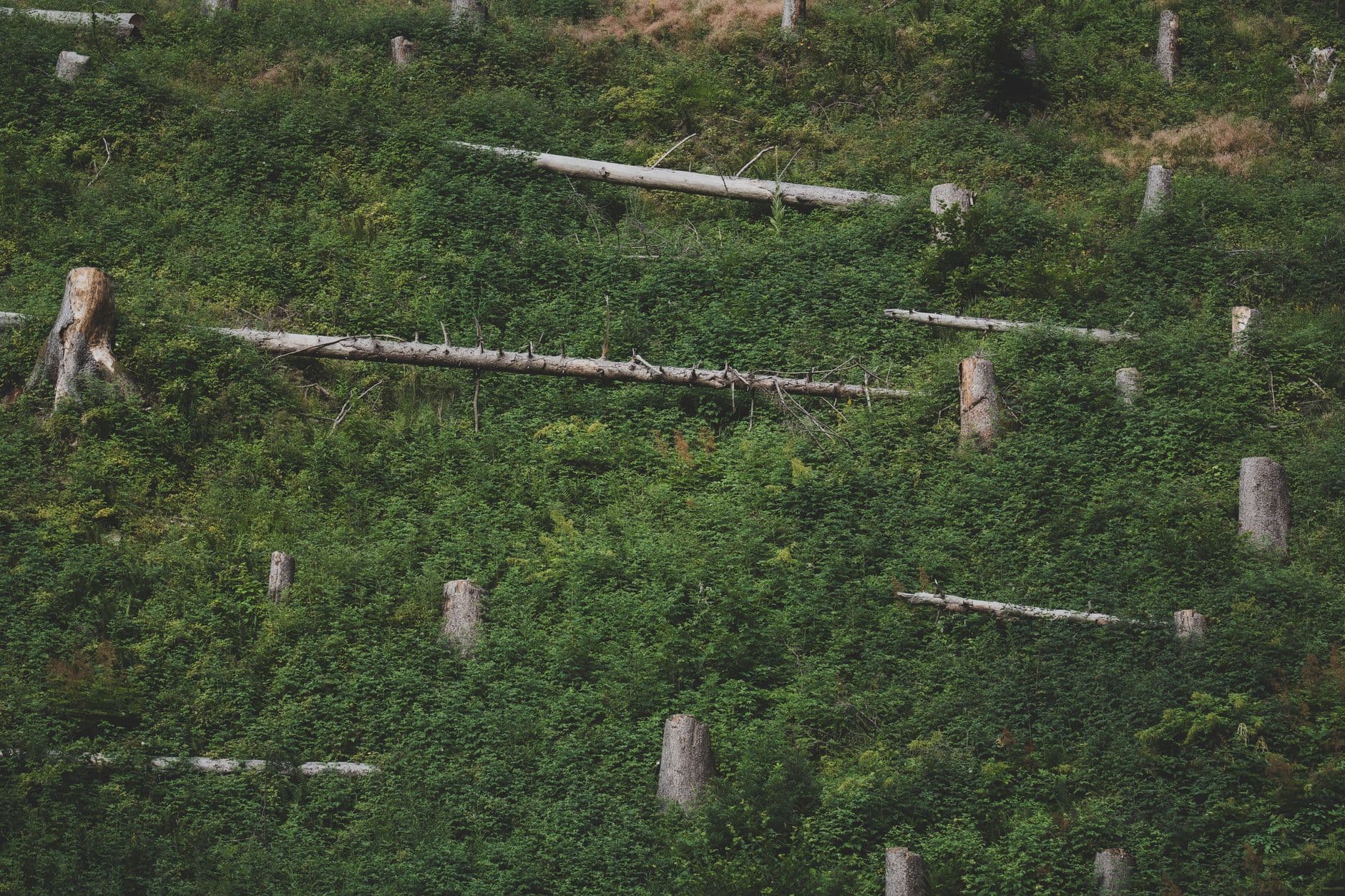 A hillside showing the effects of deforestation with tree stumps and dense greenery.