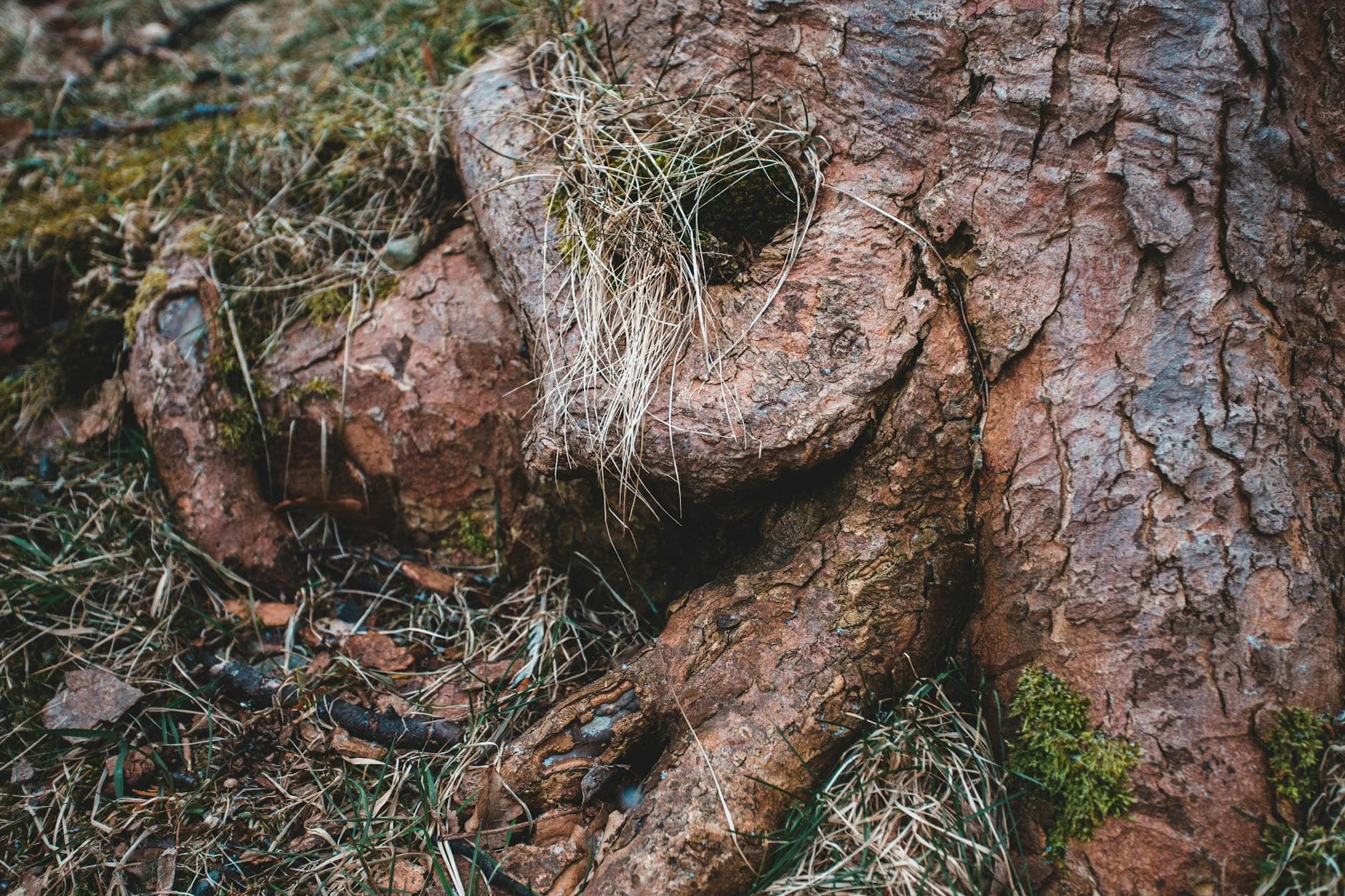 A detailed close-up of a tree trunk and roots surrounded by grass and soil.