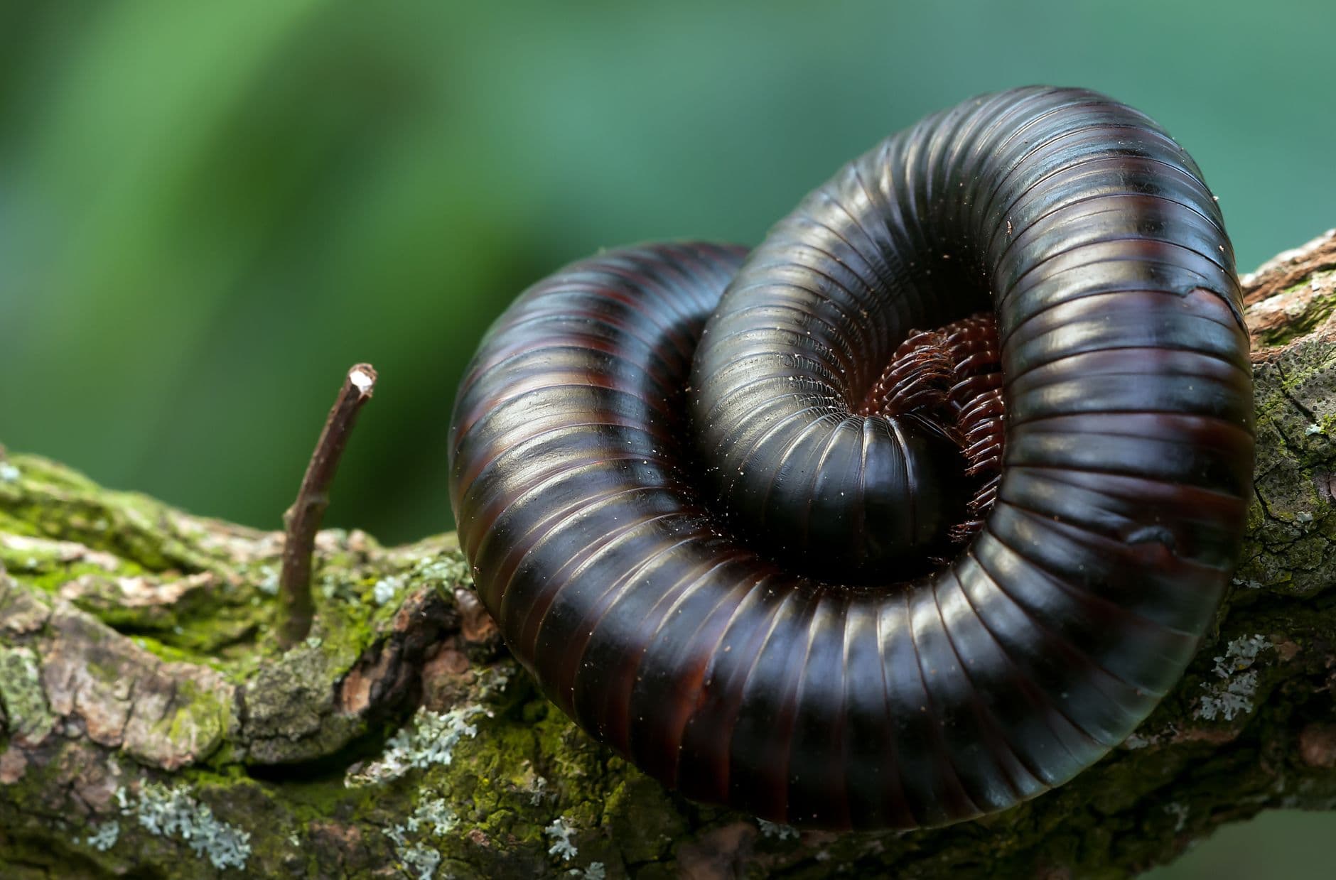 Detailed macro photograph of a curled millipede resting on a mossy tree branch.
