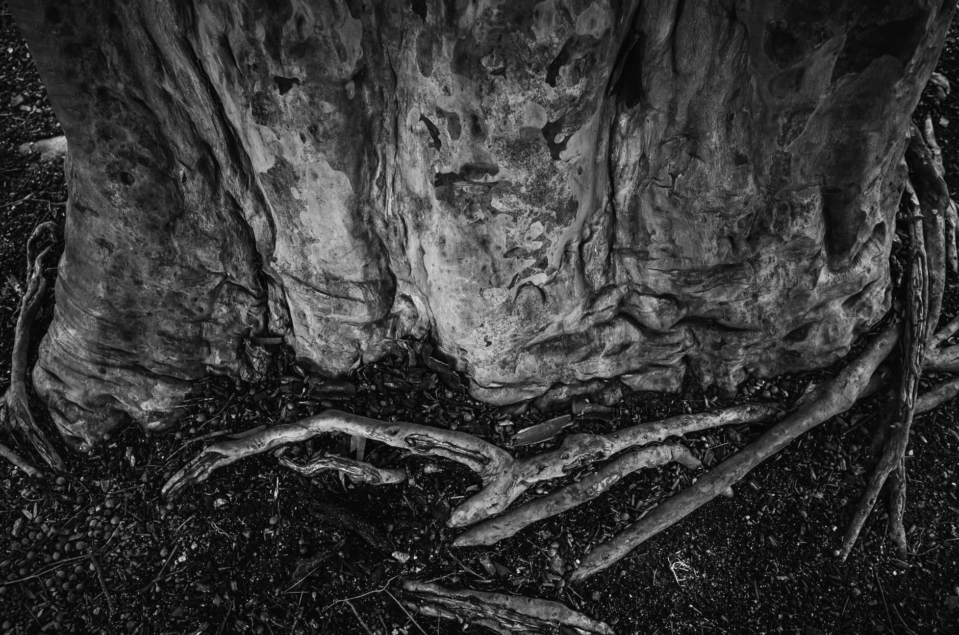 Explore the intricate textures of a tree trunk and roots in this black and white nature photograph.