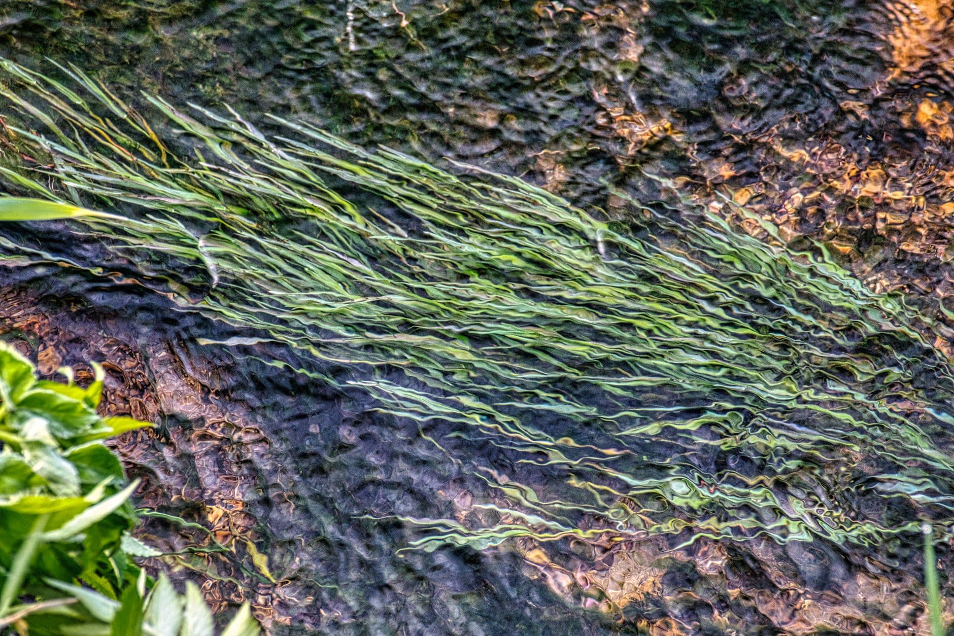 A detailed view of lush aquatic plants growing in a clear flowing stream in Beaver, MN.