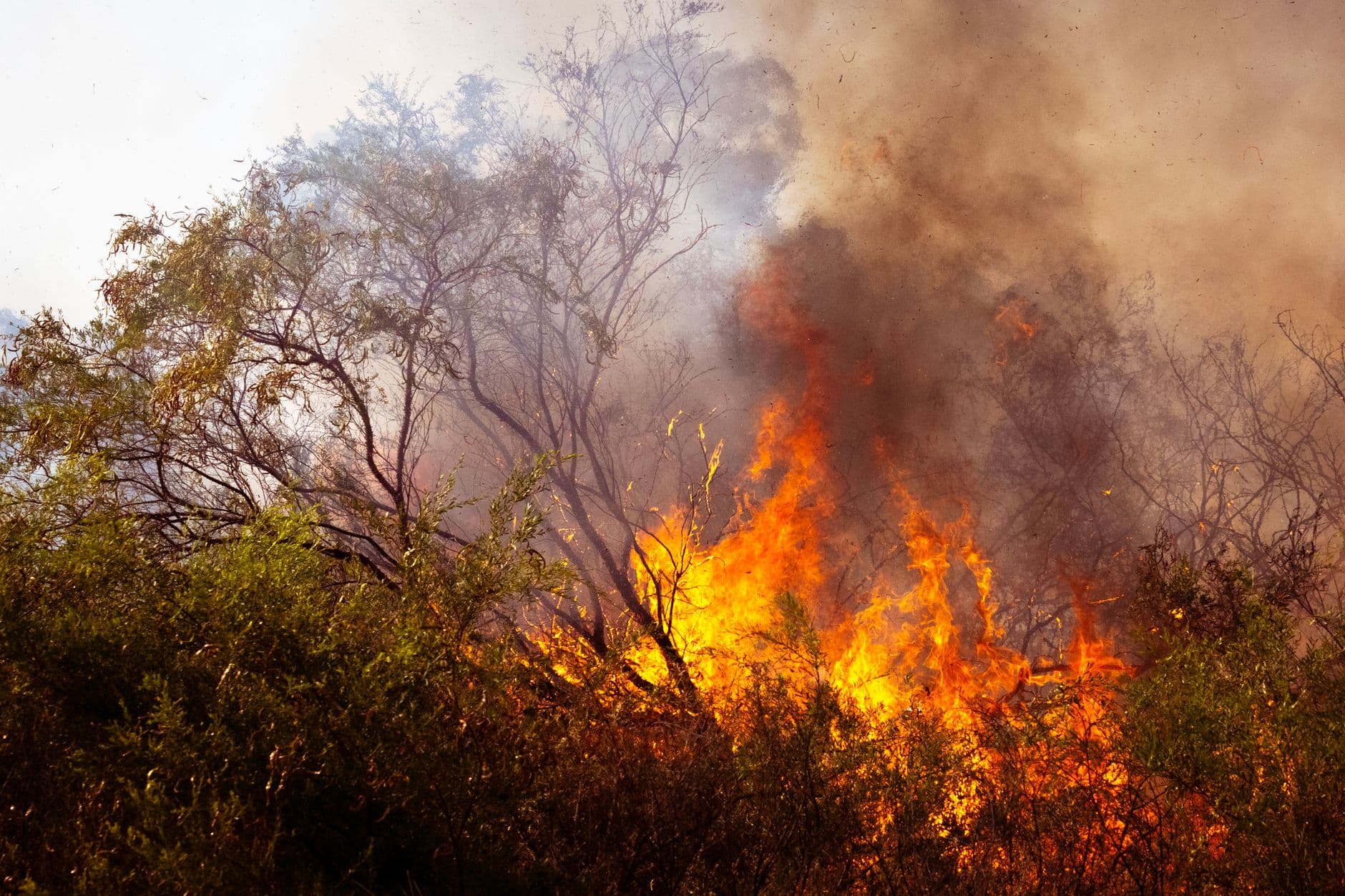 Intense flames and smoke engulfing the Australian bush, highlighting the climate crisis.