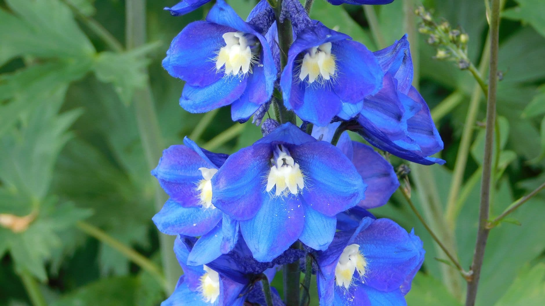 Close-up of vibrant blue delphinium flowers blooming in a garden setting with lush green background.
