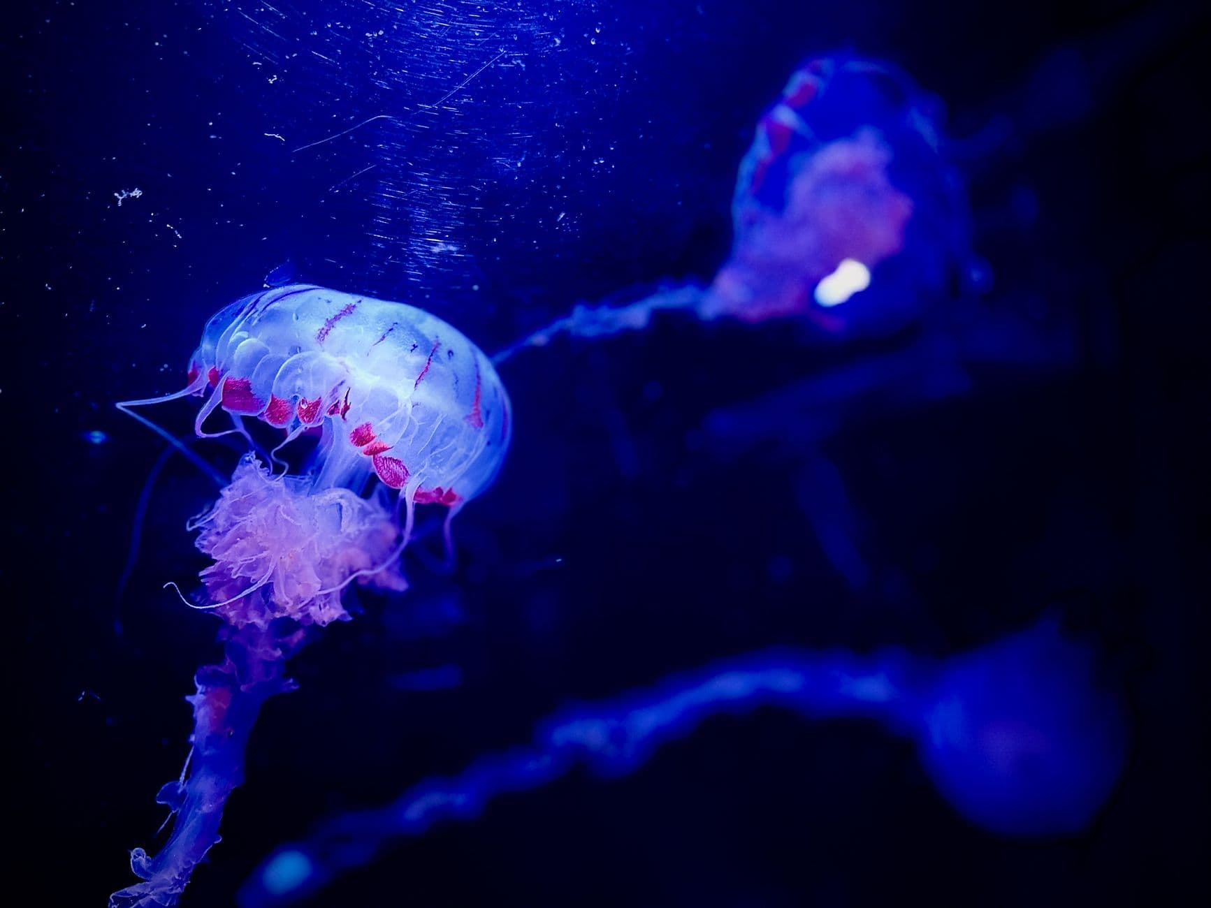 Mesmerizing jellyfish illuminated in deep blue waters create an enchanting marine scene.