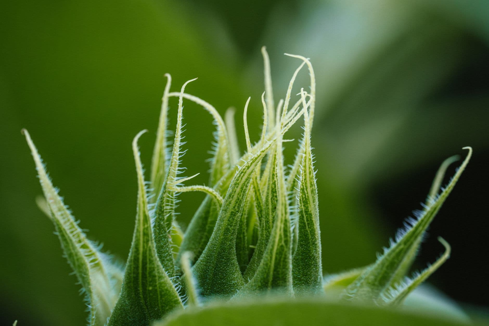 Macro shot capturing the intricate details of a fuzzy green plant bud with vibrant textures.