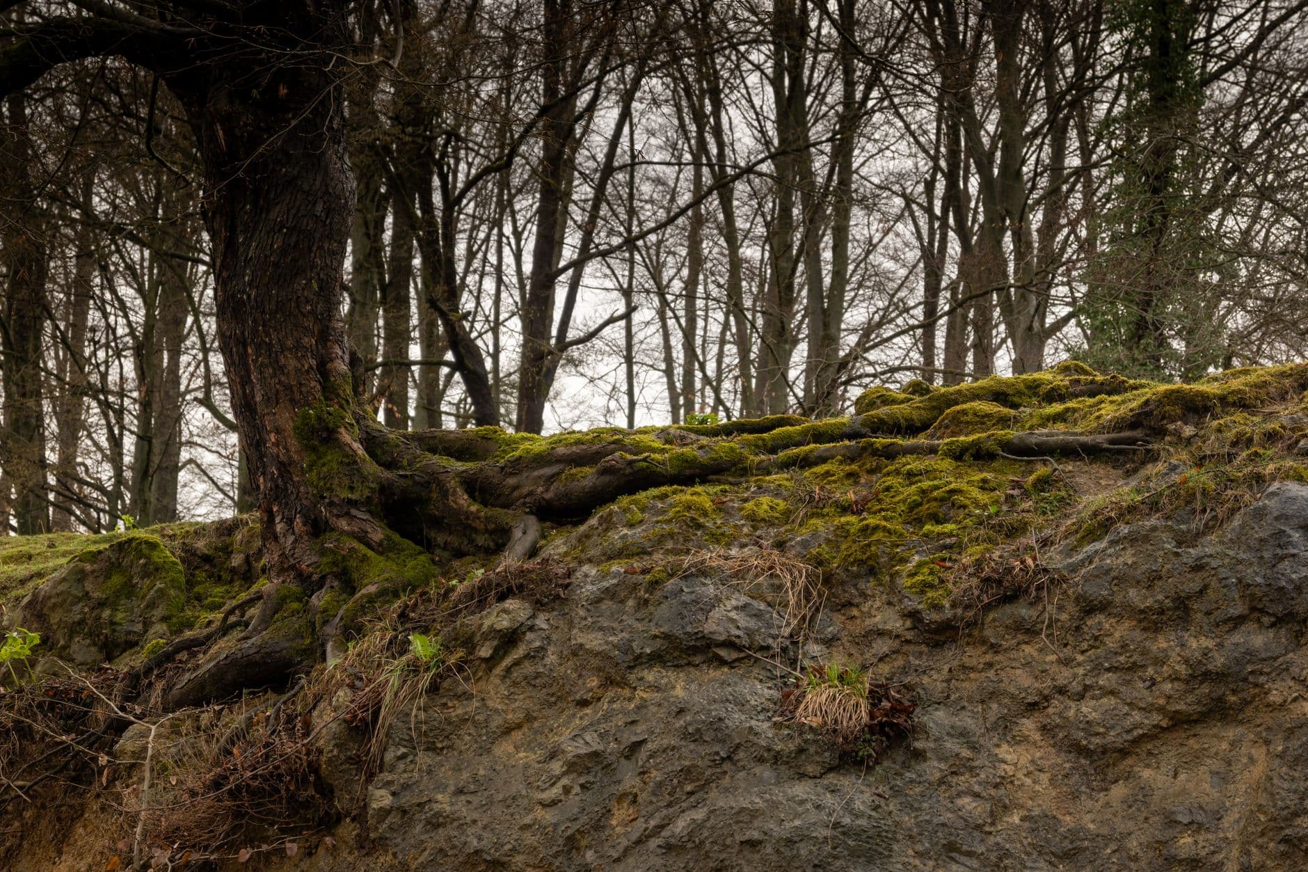 A detailed view of moss-covered tree roots on a rocky forest slope in Slovenia.
