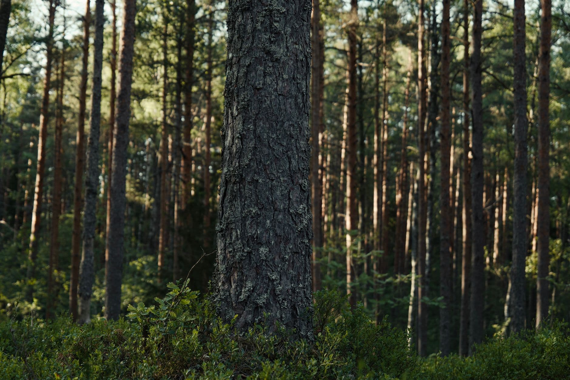 Serene view of a dense pine forest, perfect for nature lovers seeking tranquility.