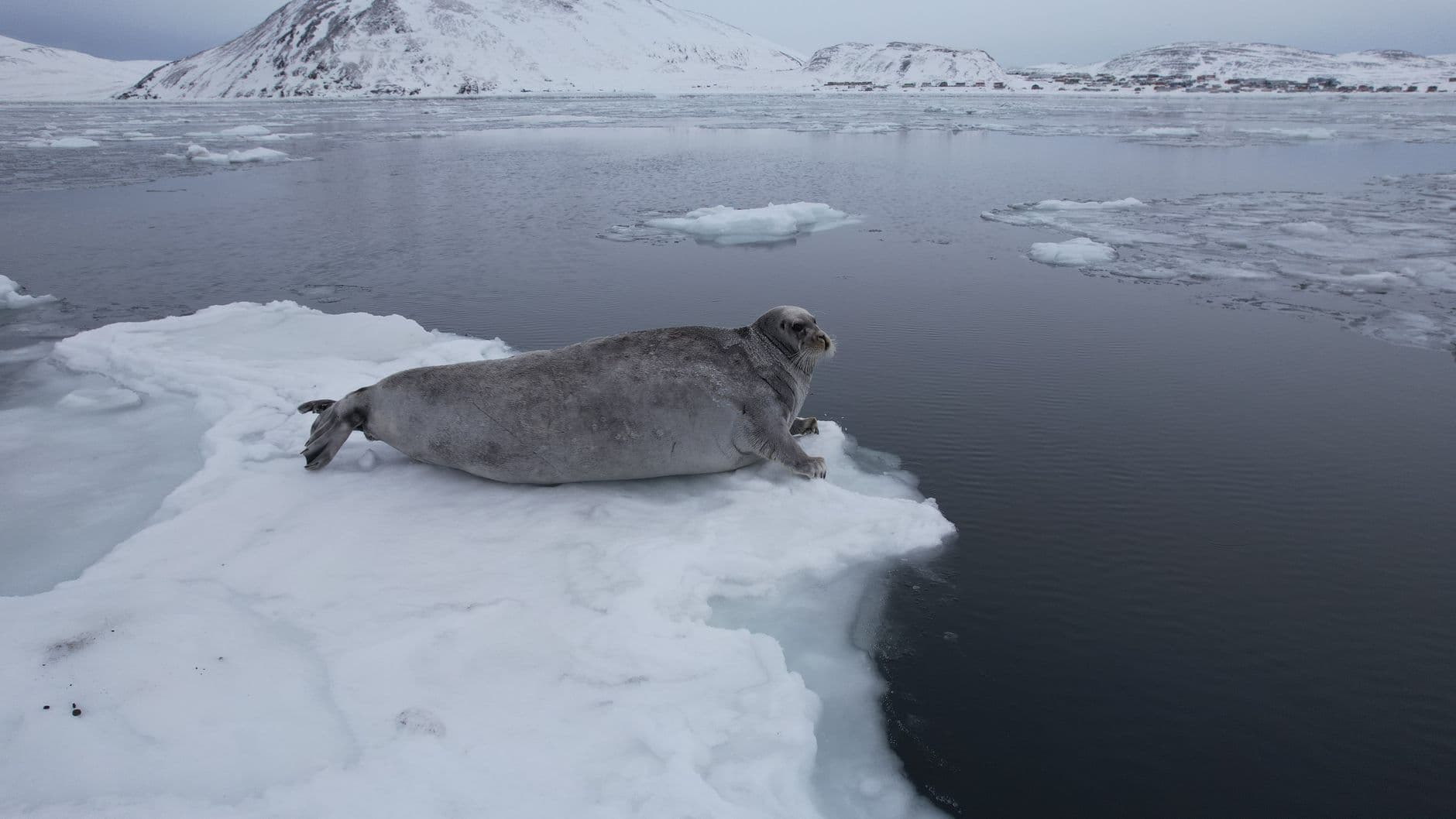 A seal lounging on an icy patch with snowy mountains in the background.