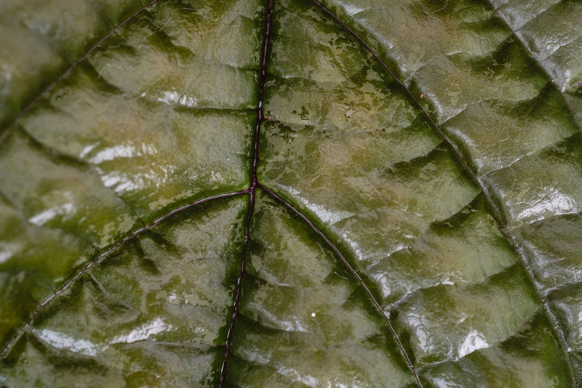 Detailed macro shot capturing the glossy texture and intricate vein patterns of a green leaf.