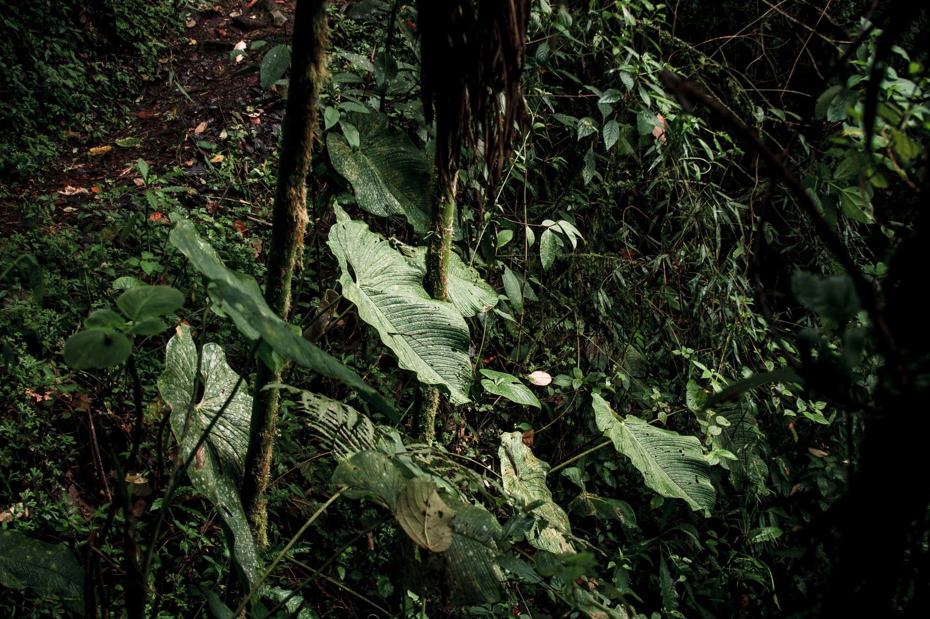Discover the dense greenery and vibrant flora of a tropical rainforest in Ecuador.
