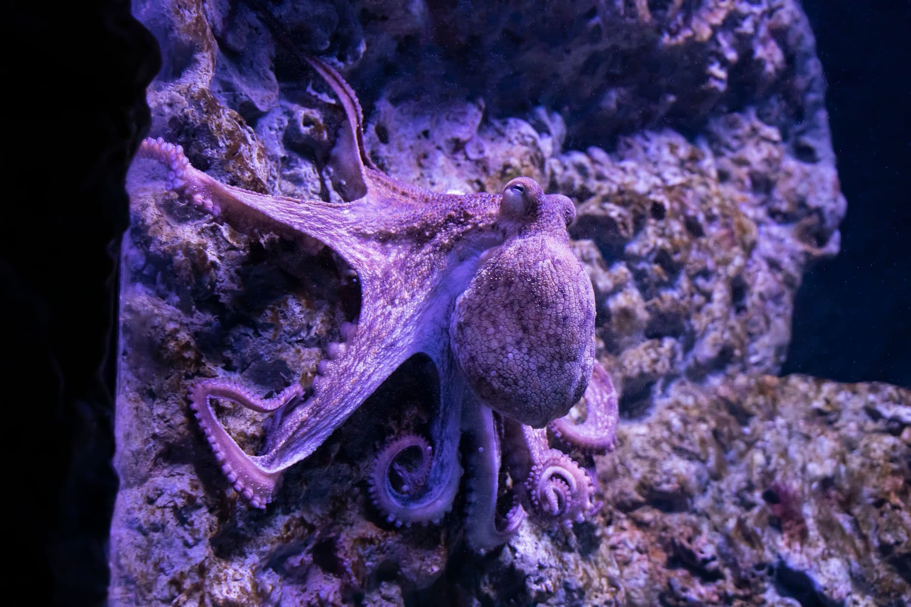 Detailed image of an octopus clinging to a rocky surface underwater, showcasing tentacle and texture.