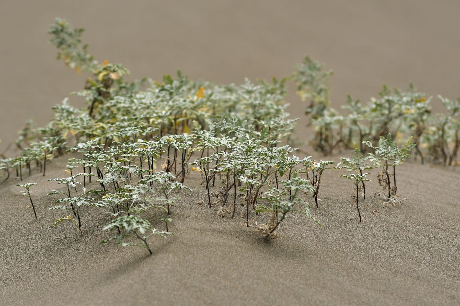 From above of tree miniatures placed on smooth sandy soil during sand therapy