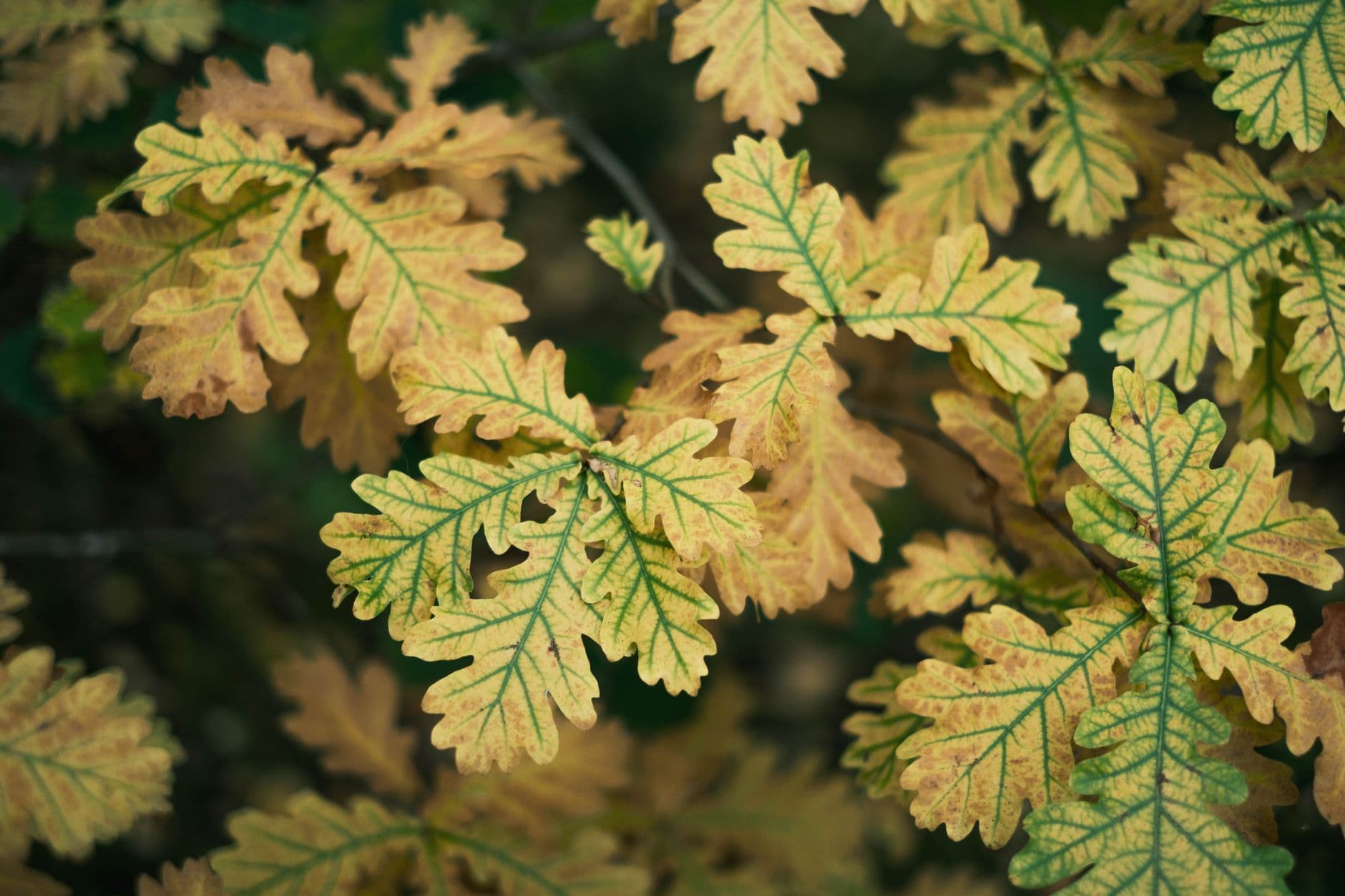 Detailed close-up of yellow oak leaves capturing the essence of fall.