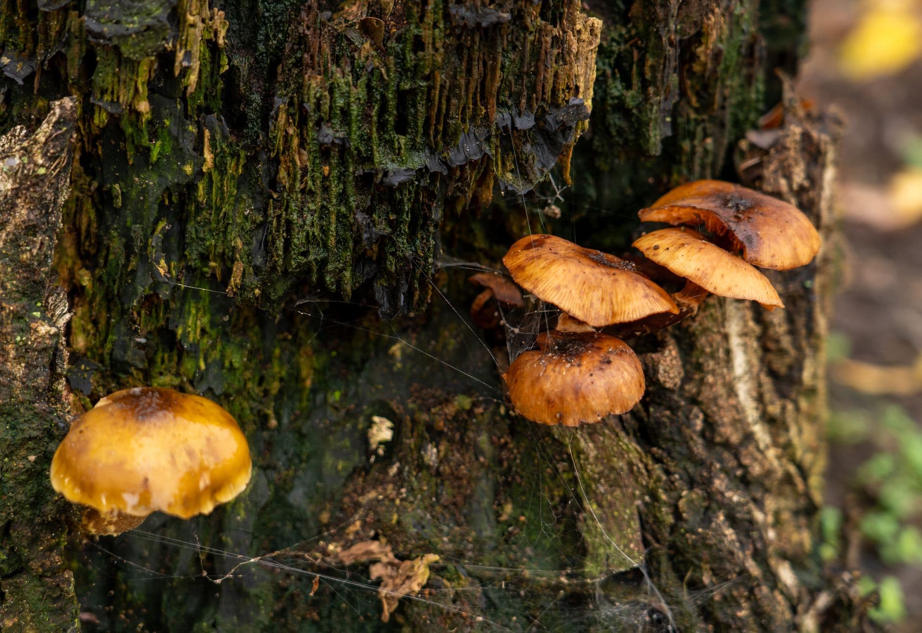 Cluster of mushrooms on a tree trunk amid moss in Soerendonk, Netherlands.