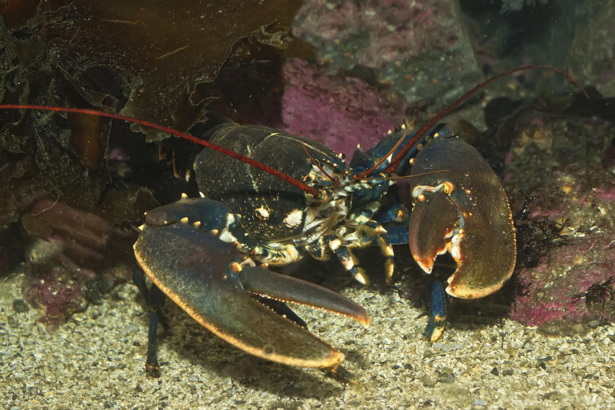 Lobsters that do not biologically age