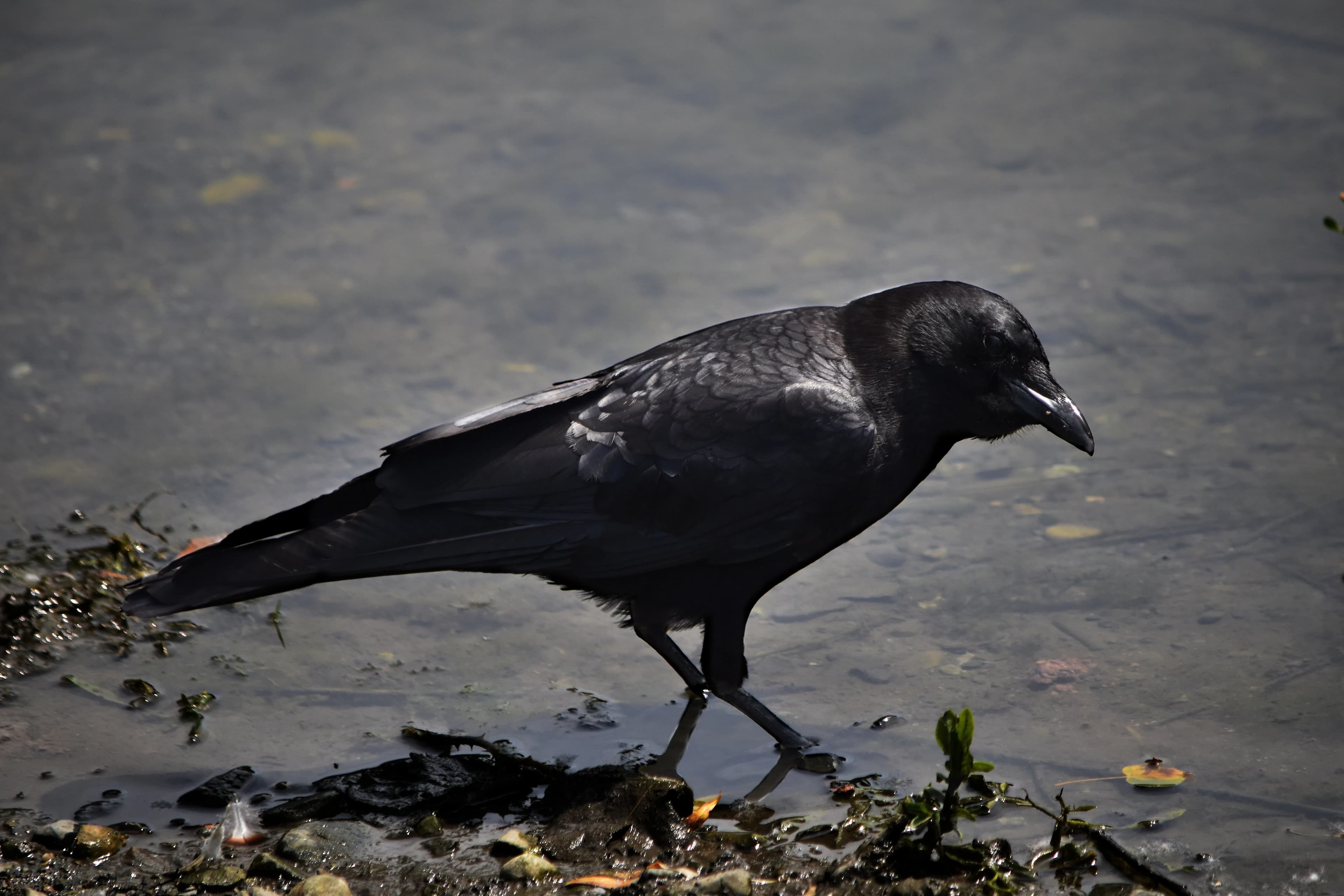 Crow in water