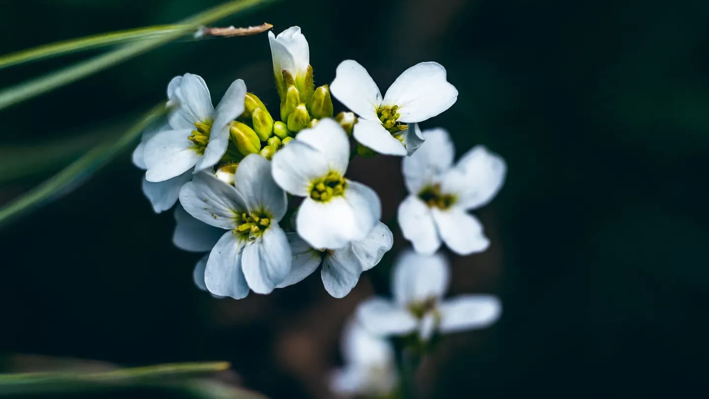 Plants packed close enough to touch are more resilient to stress